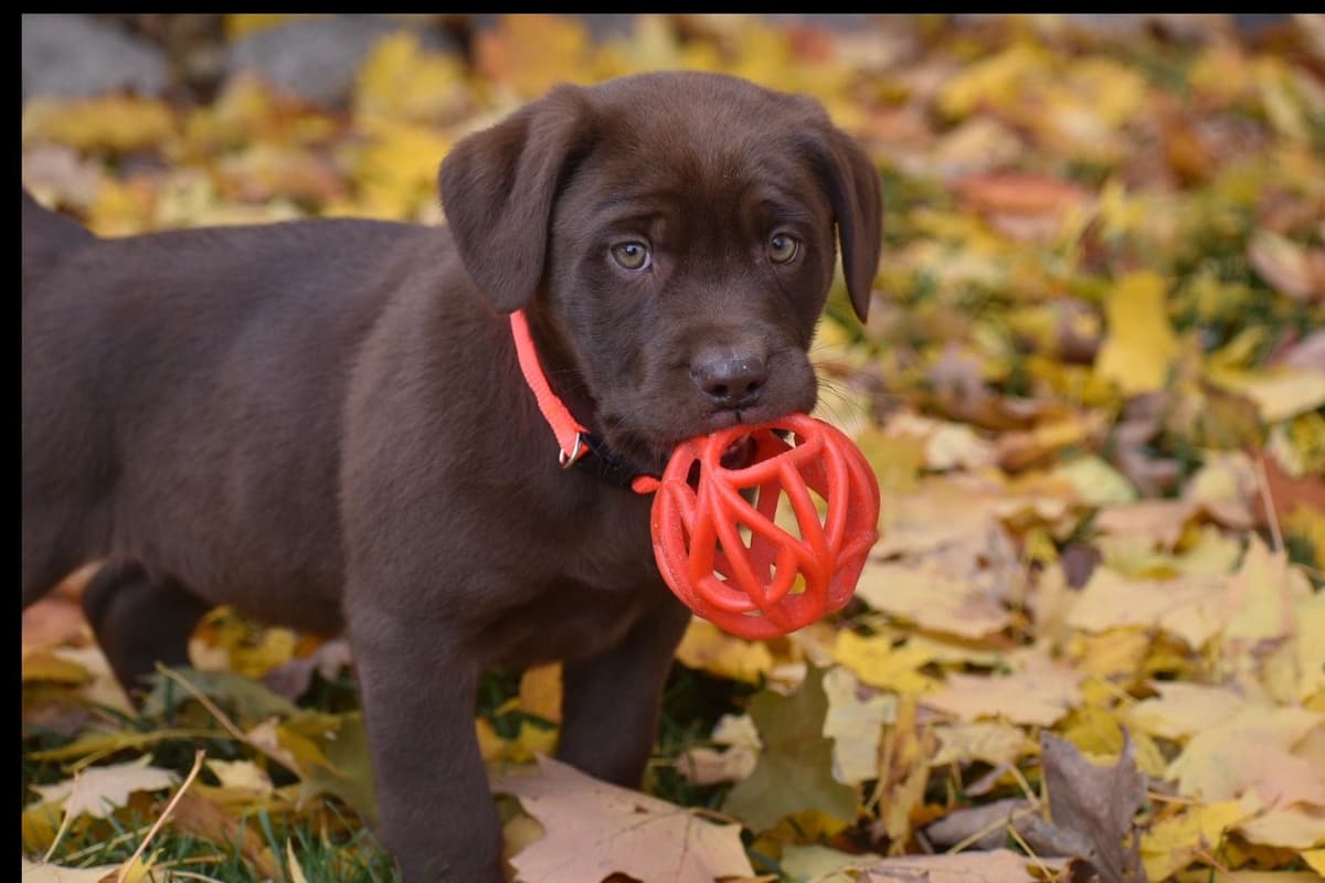 Beautiful Silver Labrador Retriever Puppies breeder image 9