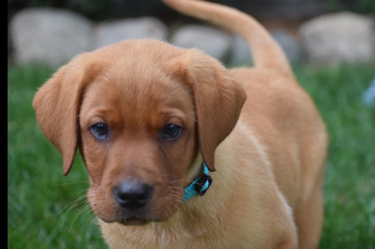 Beautiful Silver Labrador Retriever Puppies breeder image 10