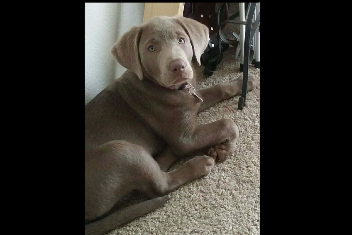 Beautiful Silver Labrador Retriever Puppies breeder image 11