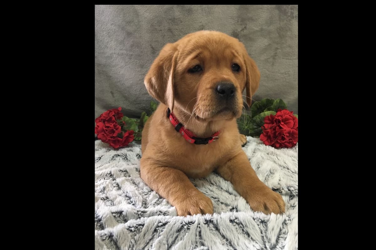 Beautiful Silver Labrador Retriever Puppies breeder image 13