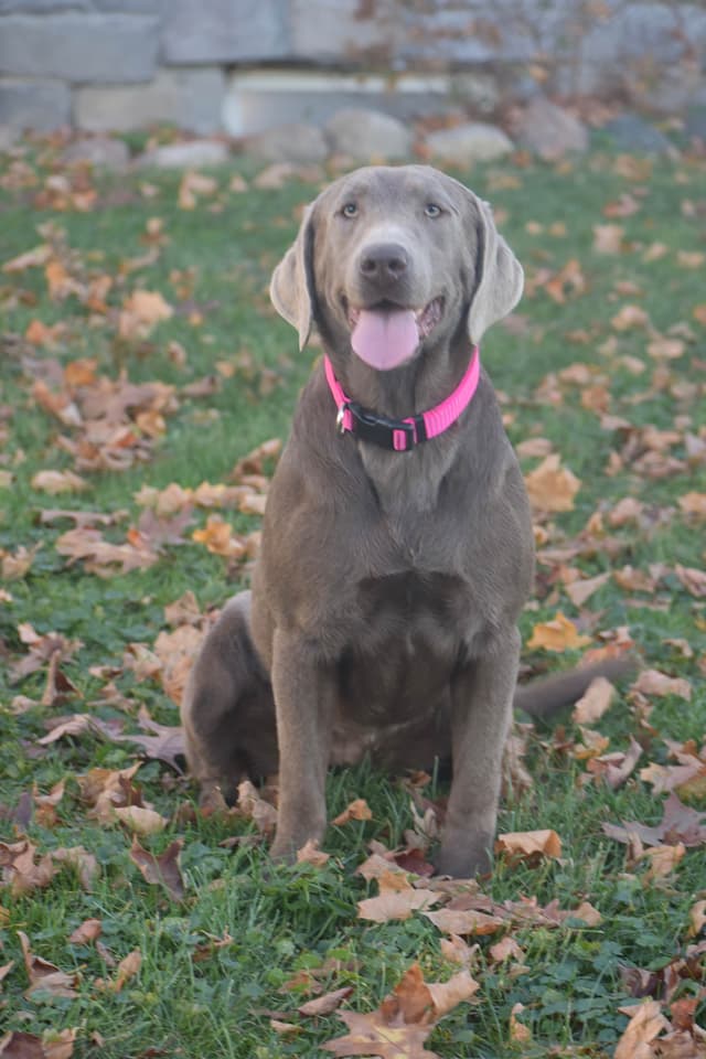 Beautiful Silver Labrador Retriever Puppies media 2
