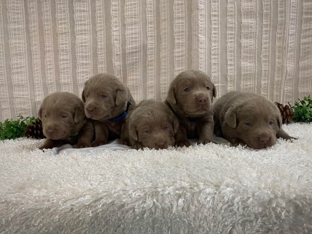 Beautiful Silver Labrador Retriever Puppies media 3