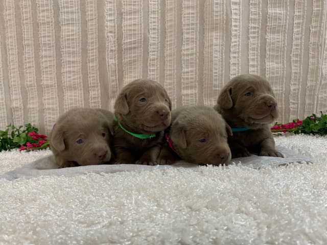 Beautiful Silver Labrador Retriever Puppies media 4