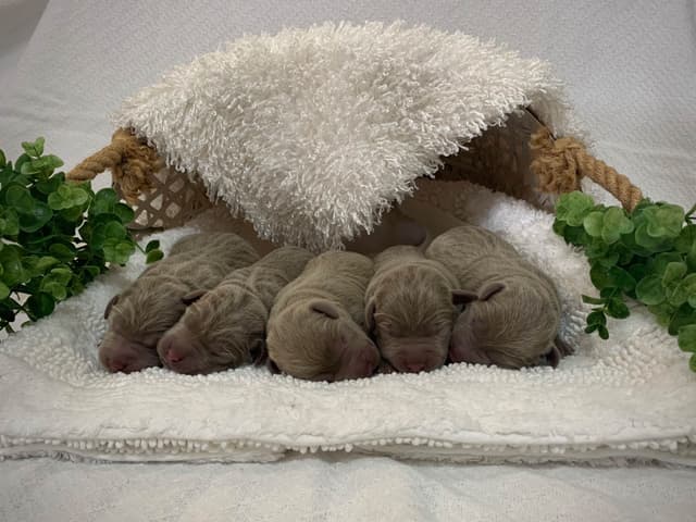 Beautiful Silver Labrador Retriever Puppies media 5