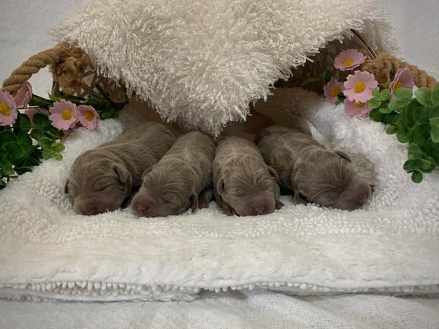 Beautiful Silver Labrador Retriever Puppies media 6
