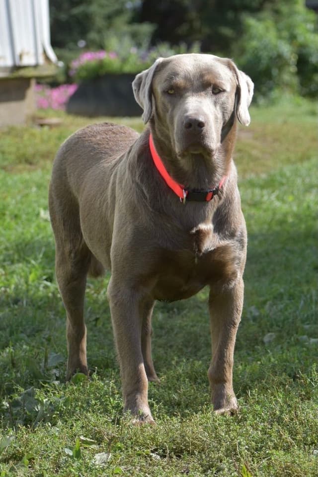 Labrador Retriever Puppies media 2