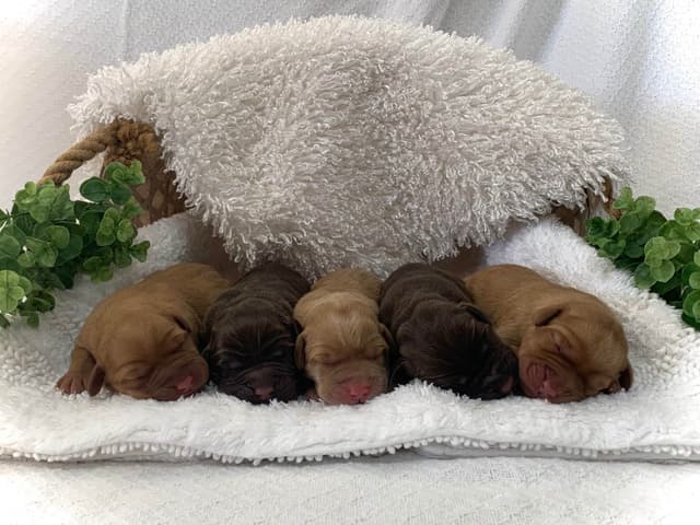 Labrador Retriever Puppies media 3