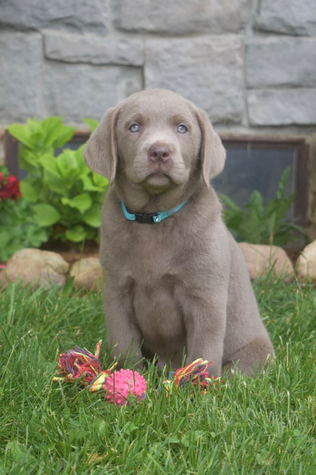 Beautiful Silver Labrador Retriever Puppies media 7