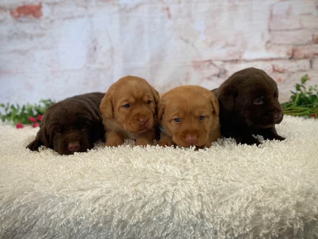 Labrador Retriever Puppies media 4