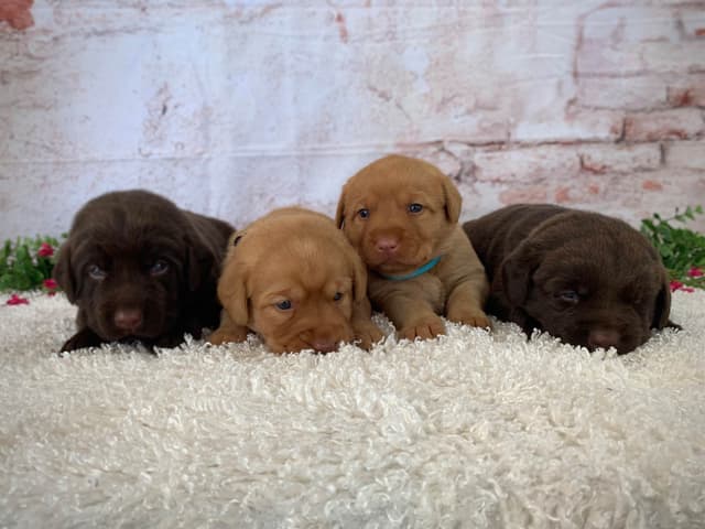 Labrador Retriever Puppies media 5