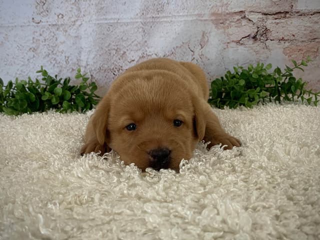 Labrador Retriever Puppies media 6