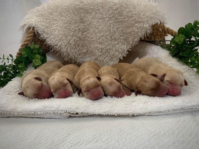 Beautiful Yellow Labrador Retriever Puppies media 3