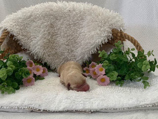 Beautiful Yellow Labrador Retriever Puppies media 4