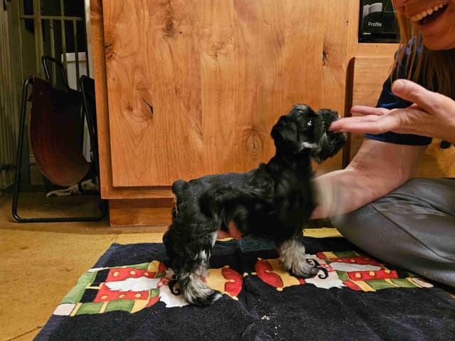 Miniature Schnauzer Puppies media 2