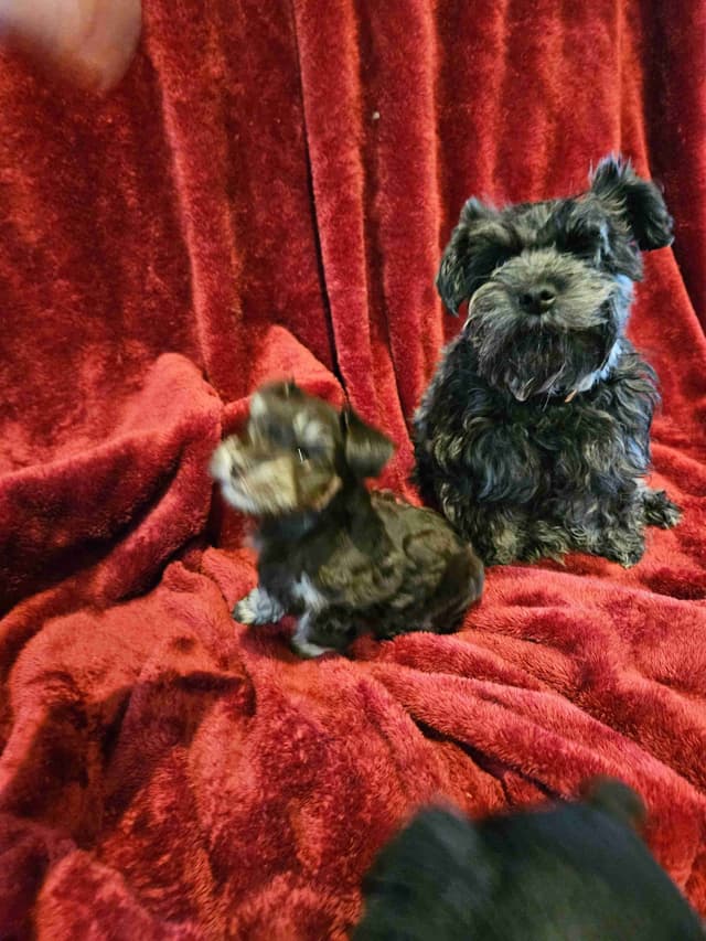 Miniature Schnauzer Puppies media 3