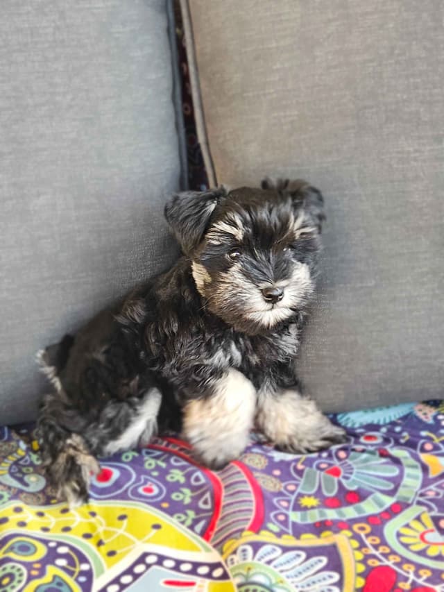 Miniature Schnauzer Puppies media 4