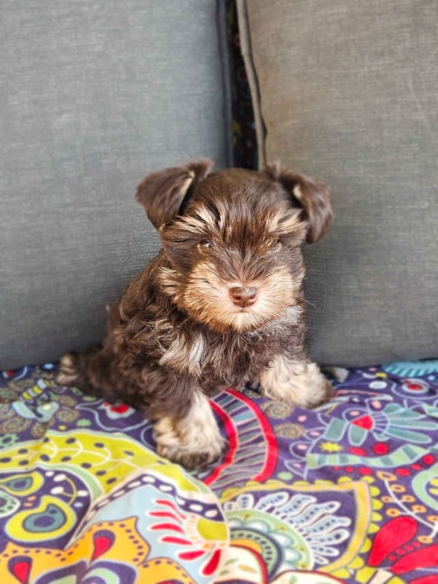 Miniature Schnauzer Puppies media 5