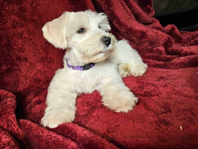Miniature Schnauzer Puppies media 3