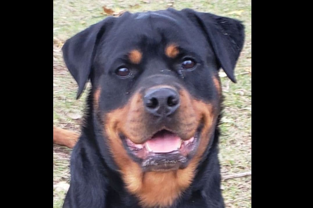 Rottweiler Puppies breeder image 1