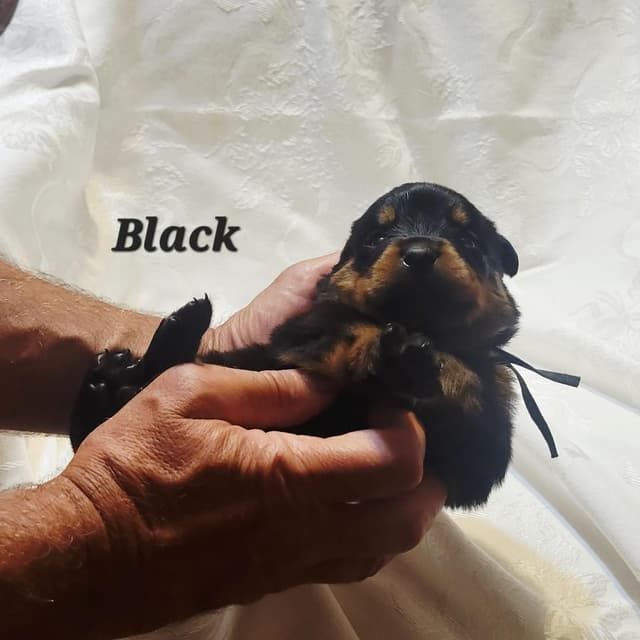 Rottweiler Puppies media 2