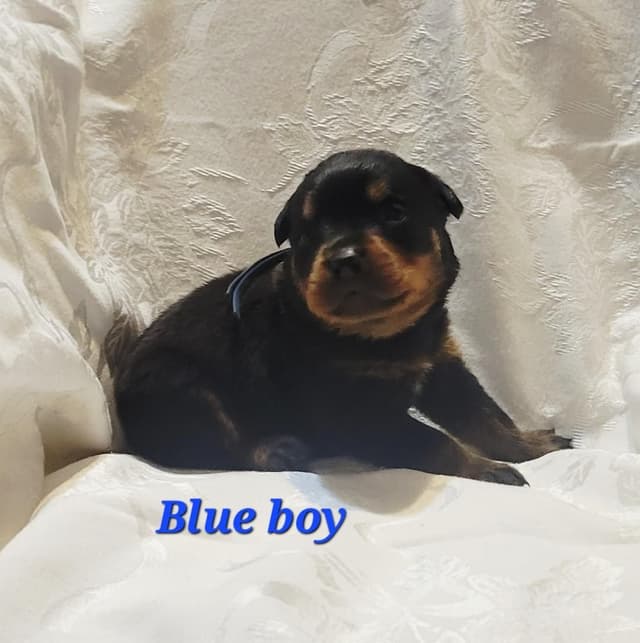 Rottweiler Puppies media 3