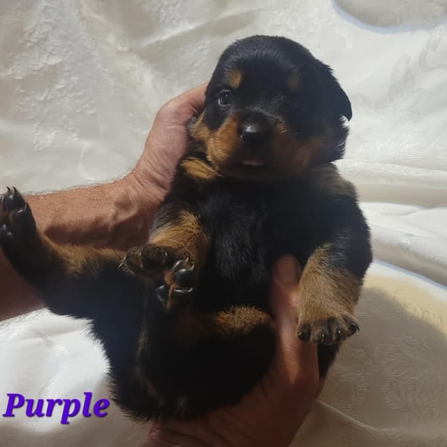 Rottweiler Puppies media 4