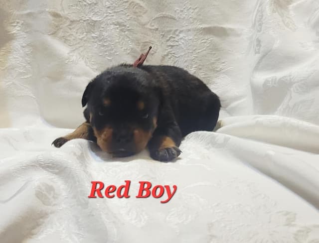 Rottweiler Puppies media 5