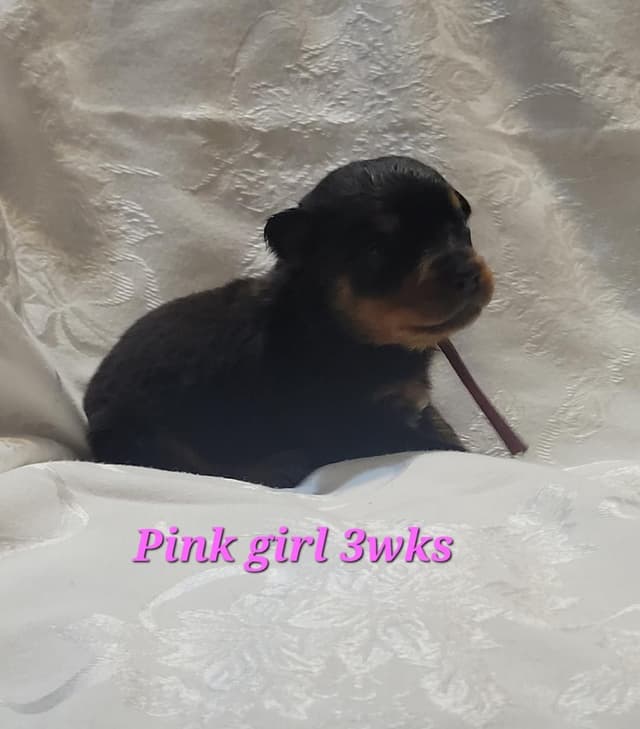 Rottweiler Puppies media 6
