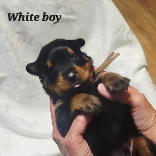 Rottweiler Puppies media 7
