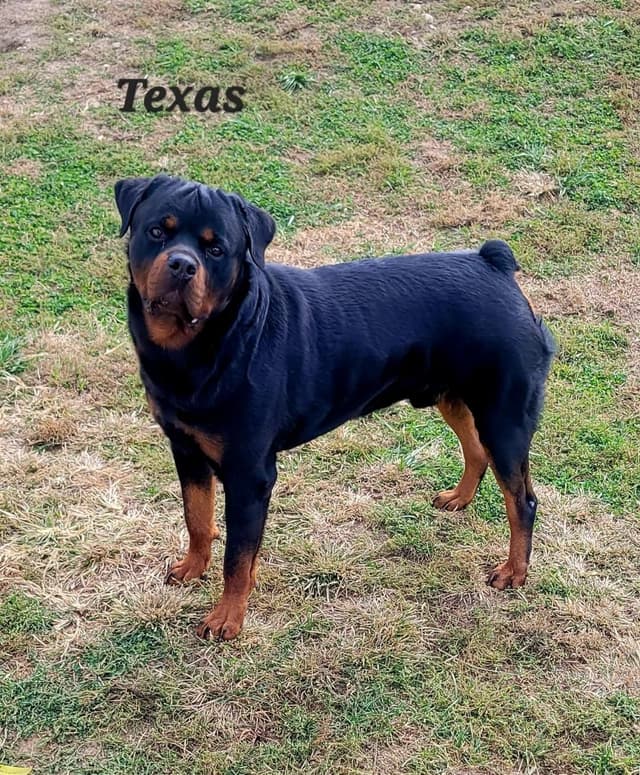Rottweiler Puppies media 8