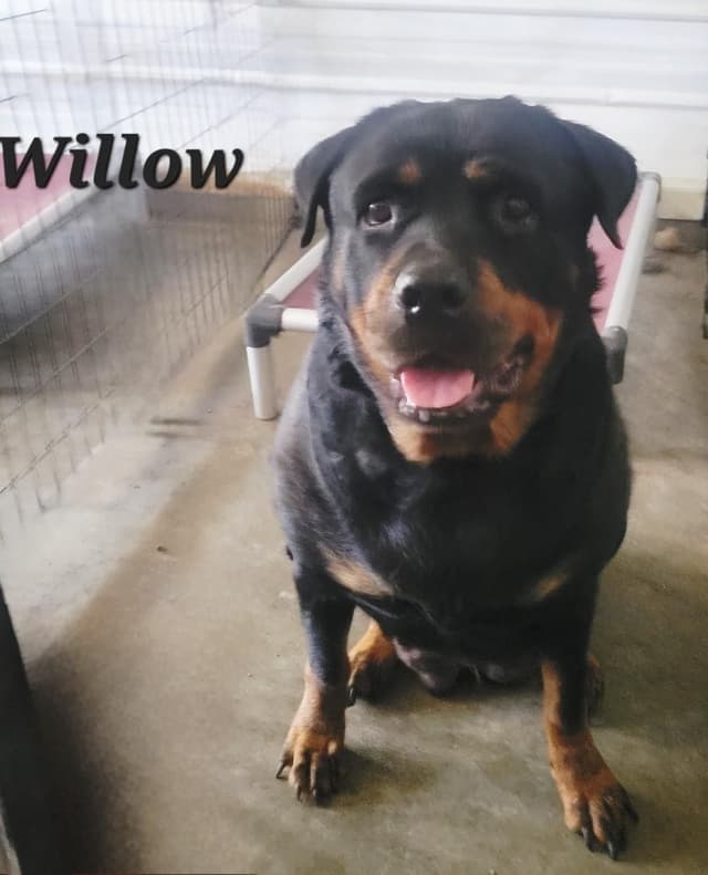 Rottweiler Puppies media 9