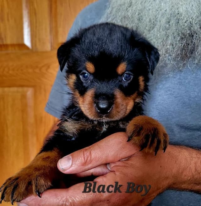 Rottweiler Puppies media 10