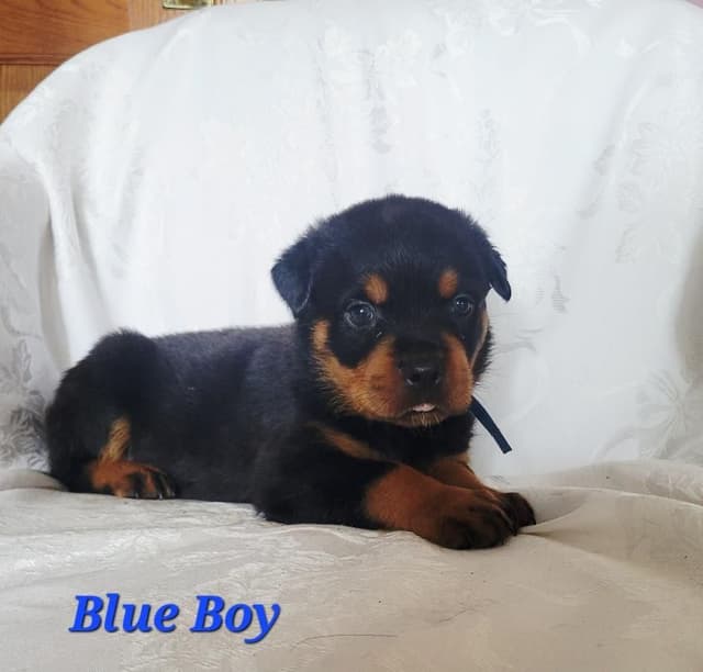 Rottweiler Puppies media 11