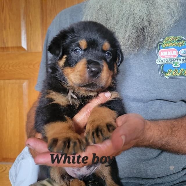 Rottweiler Puppies media 12