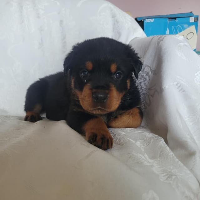 Rottweiler Puppies media 13