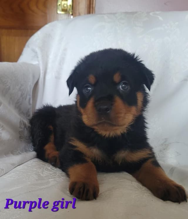 Rottweiler Puppies media 14