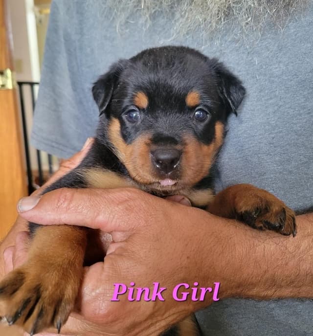 Rottweiler Puppies media 15