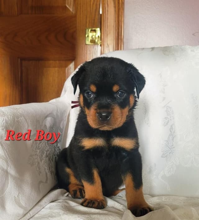 Rottweiler Puppies media 16