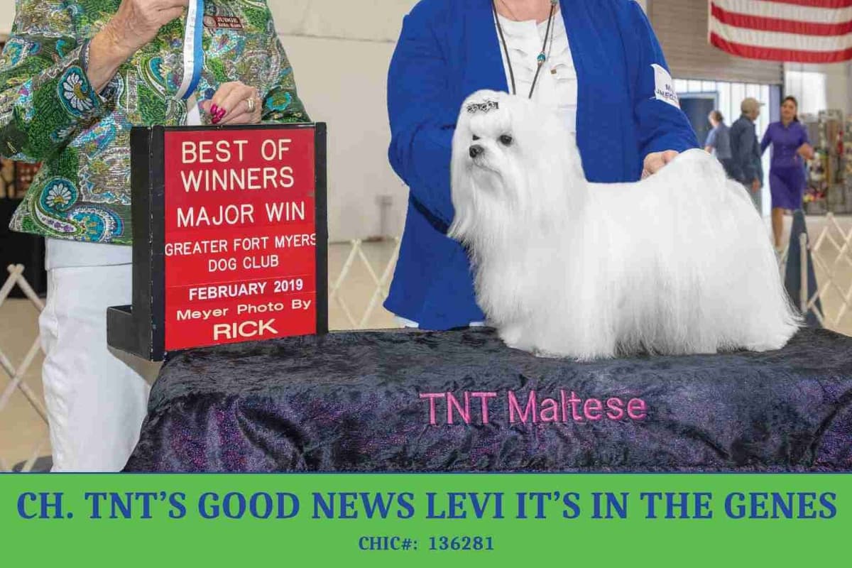 Maltese Puppies breeder image 1