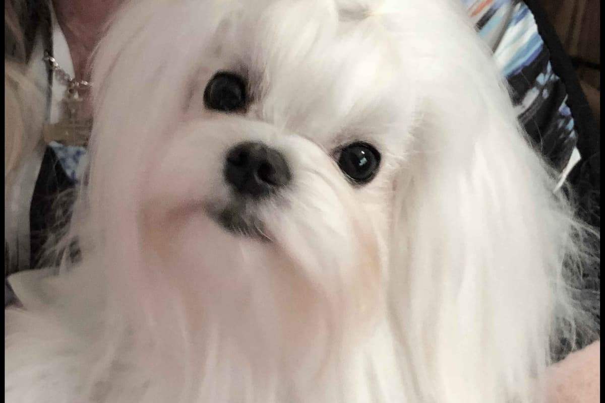 Maltese Puppies breeder image 2
