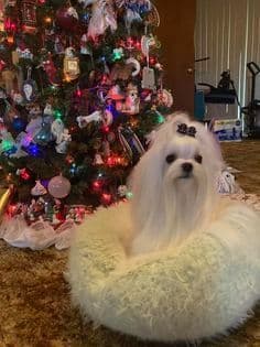 Maltese Puppies breeder image 4