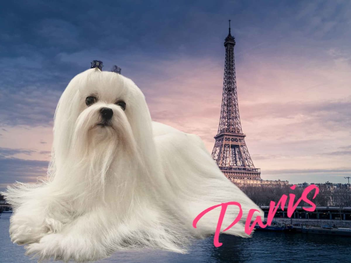 Maltese Puppies breeder image 6