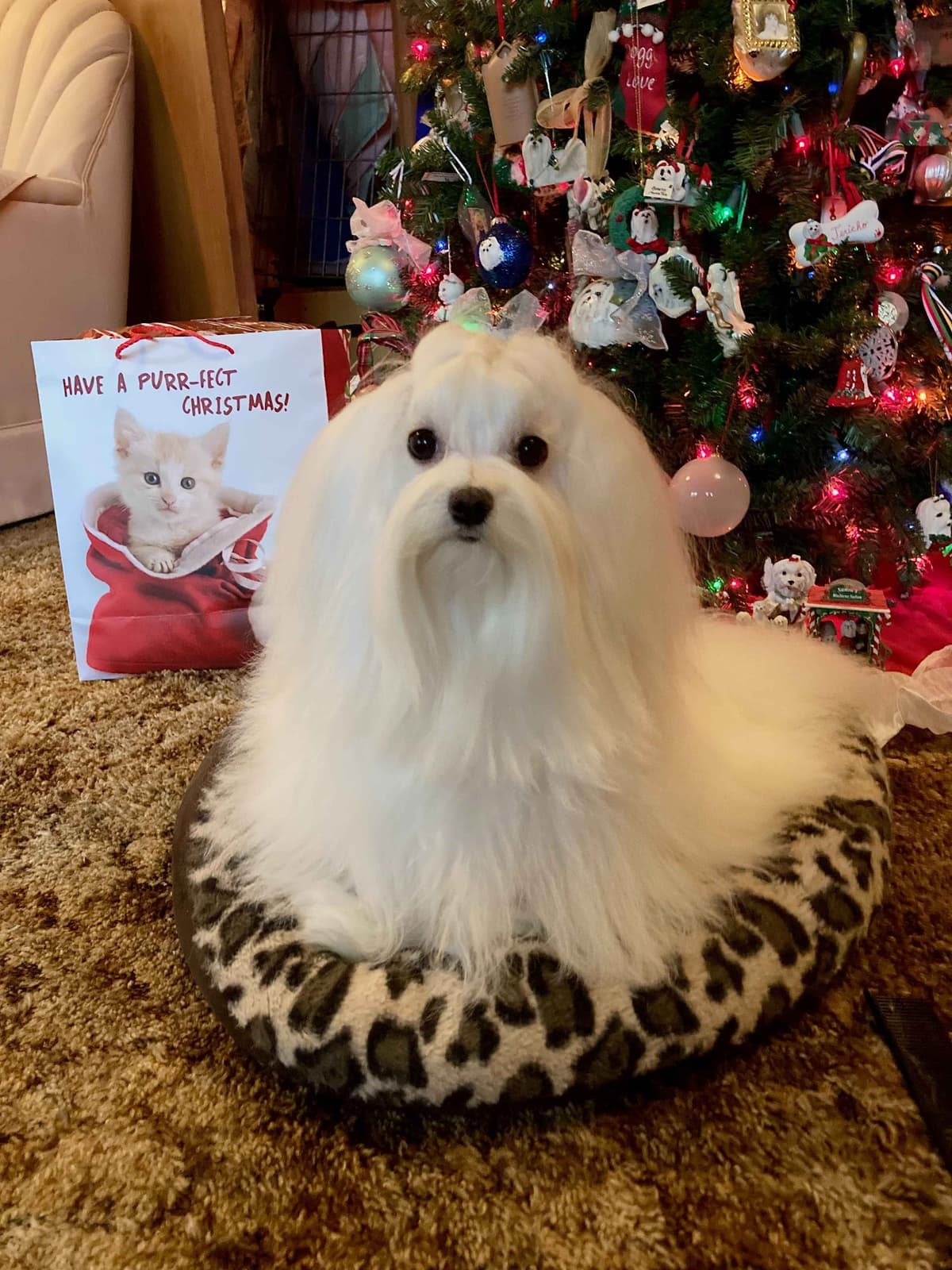 Maltese Puppies breeder image 8