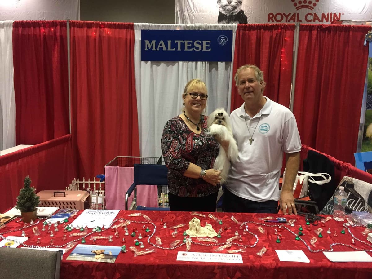 Maltese Puppies breeder image 11