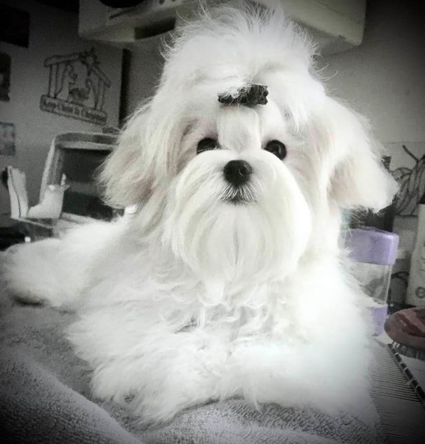 Maltese Puppies breeder image 14