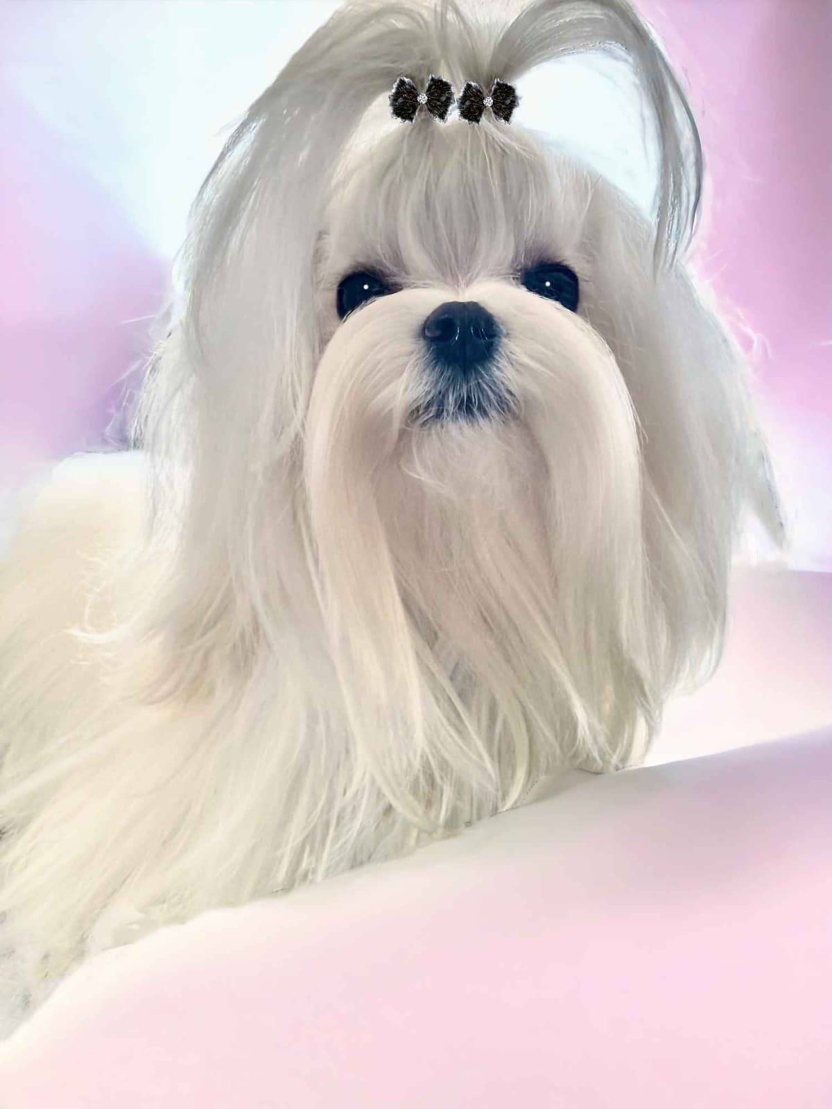 Maltese Puppies breeder image 17
