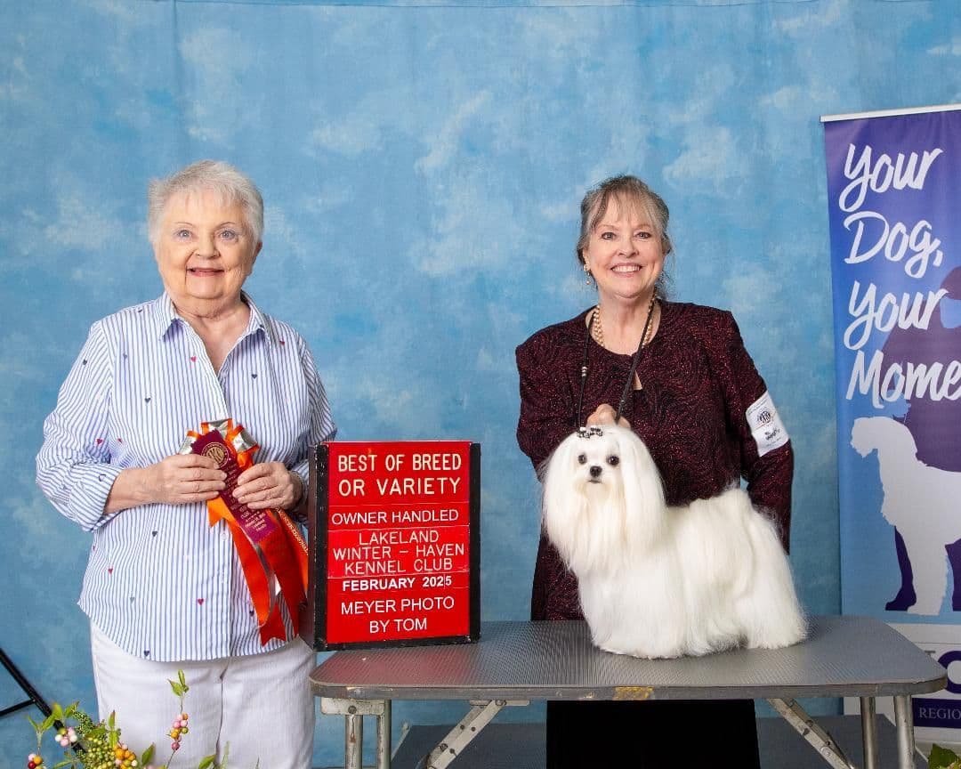 Maltese Puppies breeder image 19