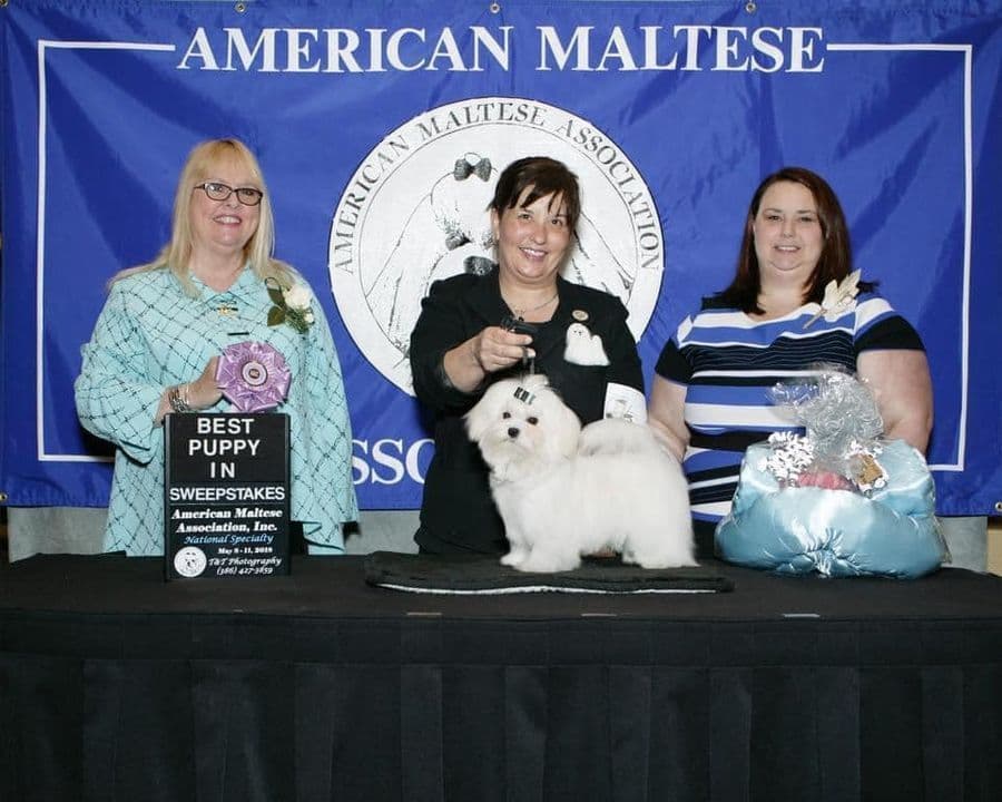 Maltese Puppies breeder image 20