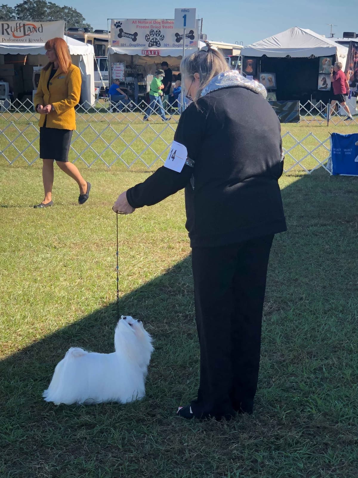 Maltese Puppies breeder image 21