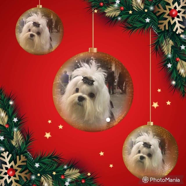 Maltese Puppies media 4